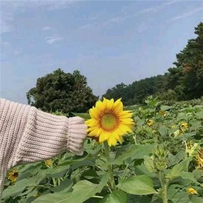弈剑手游下载